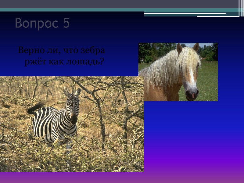 Вопрос 5 Верно ли, что зебра ржёт как лошадь?